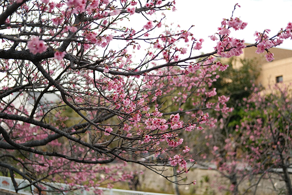 陆游的诗 梅花绝句