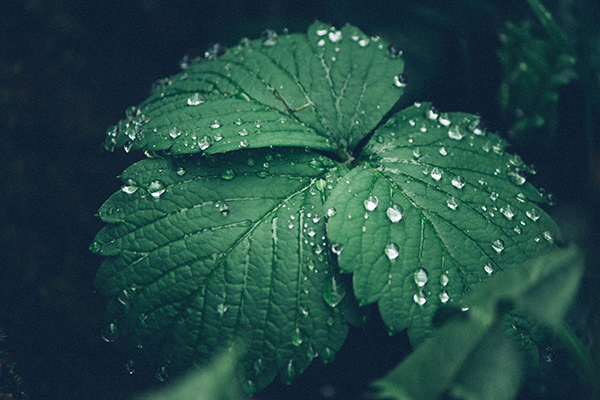 介绍茶叶搞笑句子