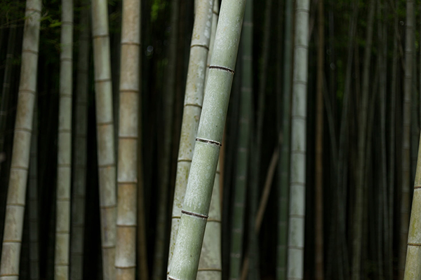 赠江客 白居易