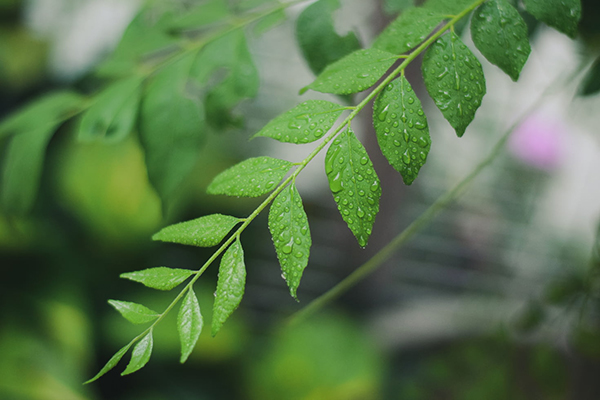 菊花斩 柳永