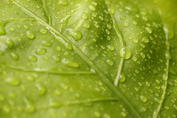 杨万里的小雨抒发了