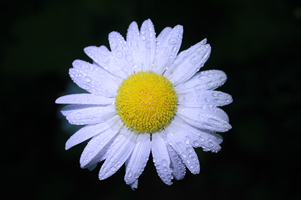 雪花拟人句子