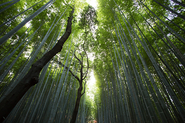 白居易与谁齐名