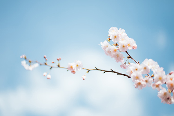 鲜花卡片怎么写